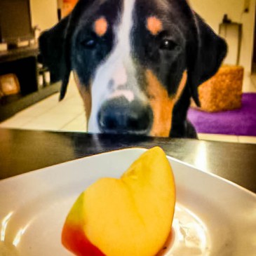 „Schmackofatz“- Thema Ernährung für den Hund…